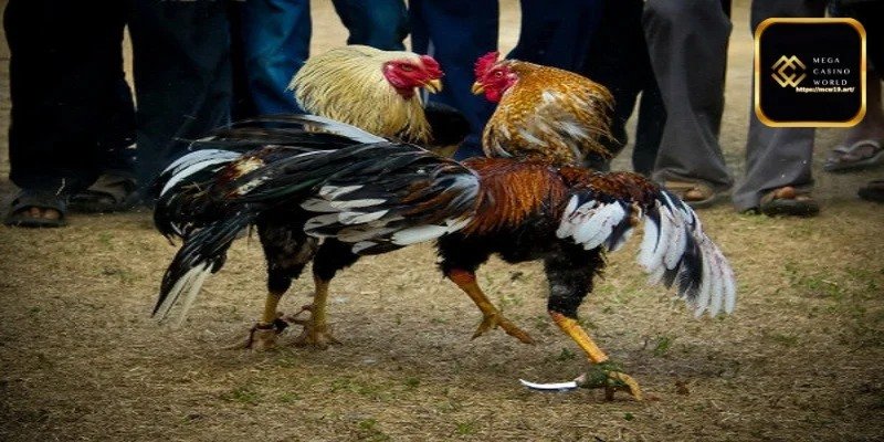 গেমের মৌলিক নিয়ম এবং ম্যাচ পরিচালনা