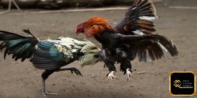 মোরগ লড়াইয়ে বাজি ধরার নির্দেশাবলী - বিশ্বাসযোগ্য বুকমেকার নির্বাচন