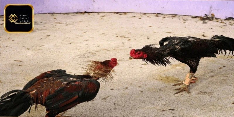 বাহ্যিক চেহারা এবং শক্তি বিশ্লেষণ