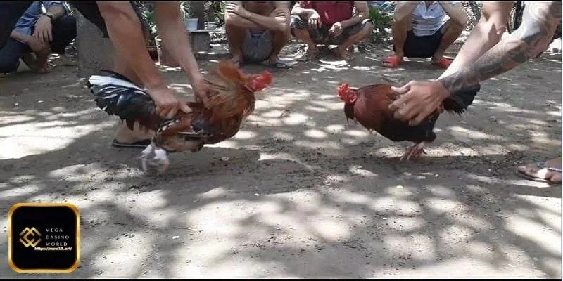 মোরগ লড়াইয়ে বাজি ধরে বড় জয়ের টিপসগুলি - খেলার সময় দৃঢ় মনোভাব রাখুন