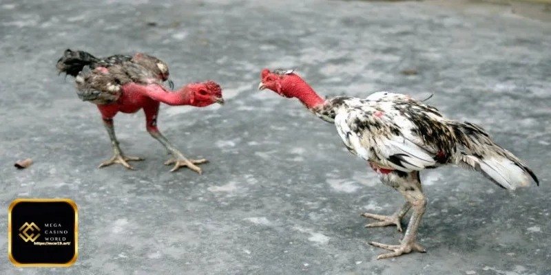 খেলার গতিবিধি ভালো করে পর্যবেক্ষণ করুন