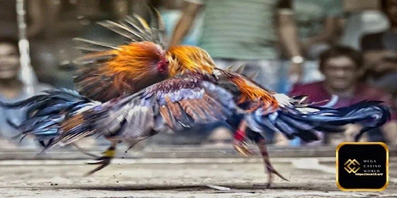 যুদ্ধ মুরগির ফর্ম পর্যবেক্ষণ