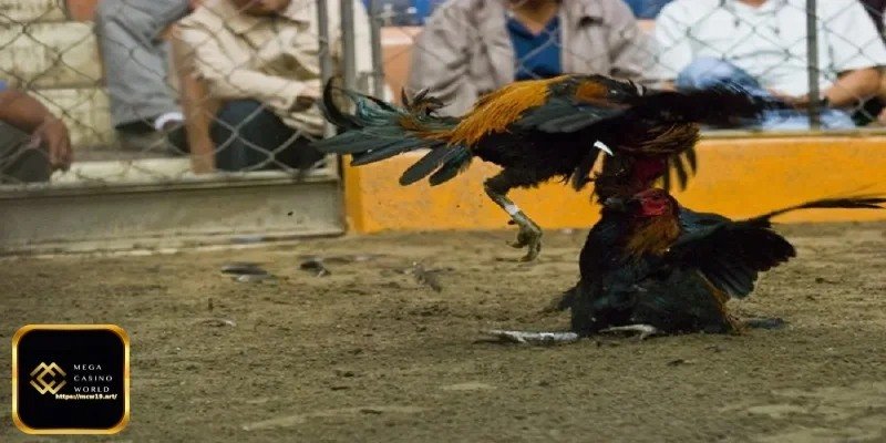 মোরগ লড়াইয়ে বাজি ধরার নির্দেশাবলী - পকেট টাকা জমা ও উত্তোলন