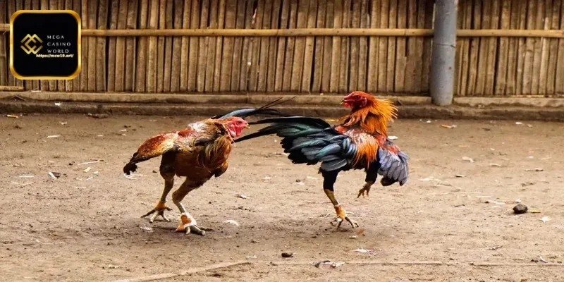 বাজির অর্থ সঠিকভাবে বণ্টন