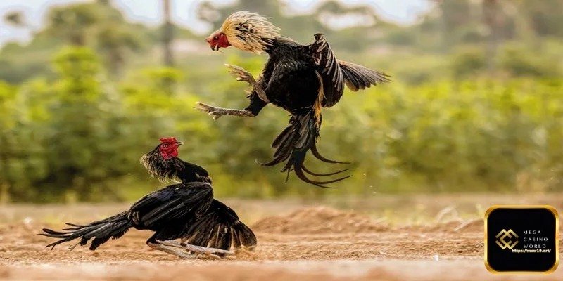মোরগ লড়াইয়ের বাজি কী?